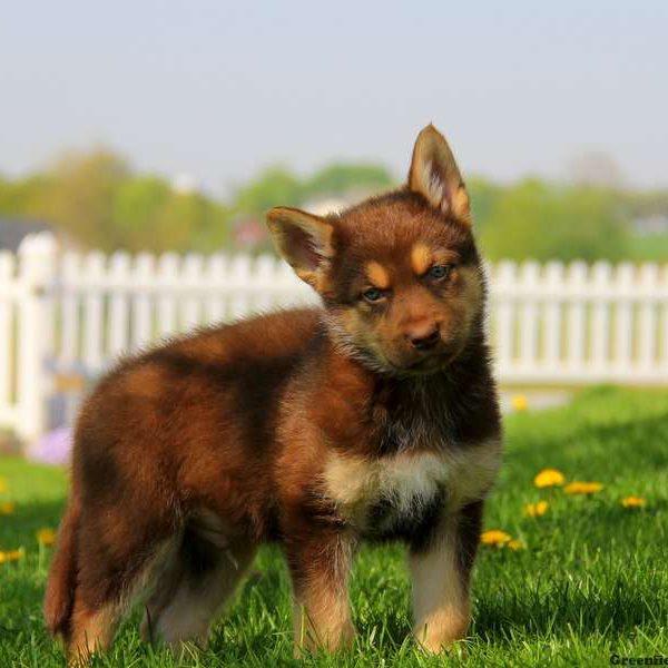 The German Shepherd Akita Corgi Mix looks like a bear cub 