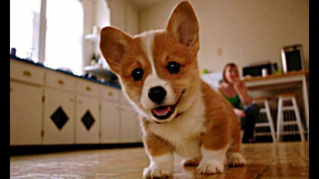 Little Corgi playing on the floor