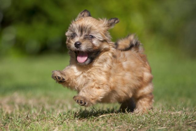 A happy running puppy