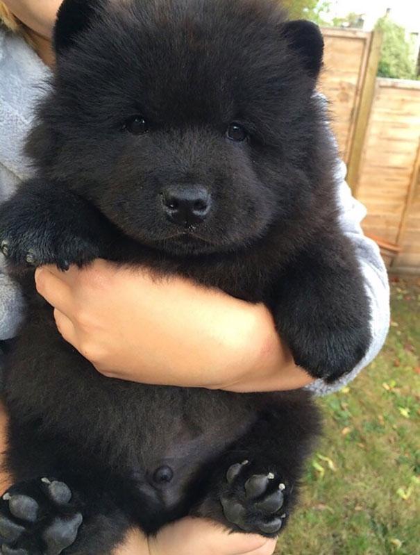 A German Shepherd Akita Corgi Mix dog - a Teddy bear 