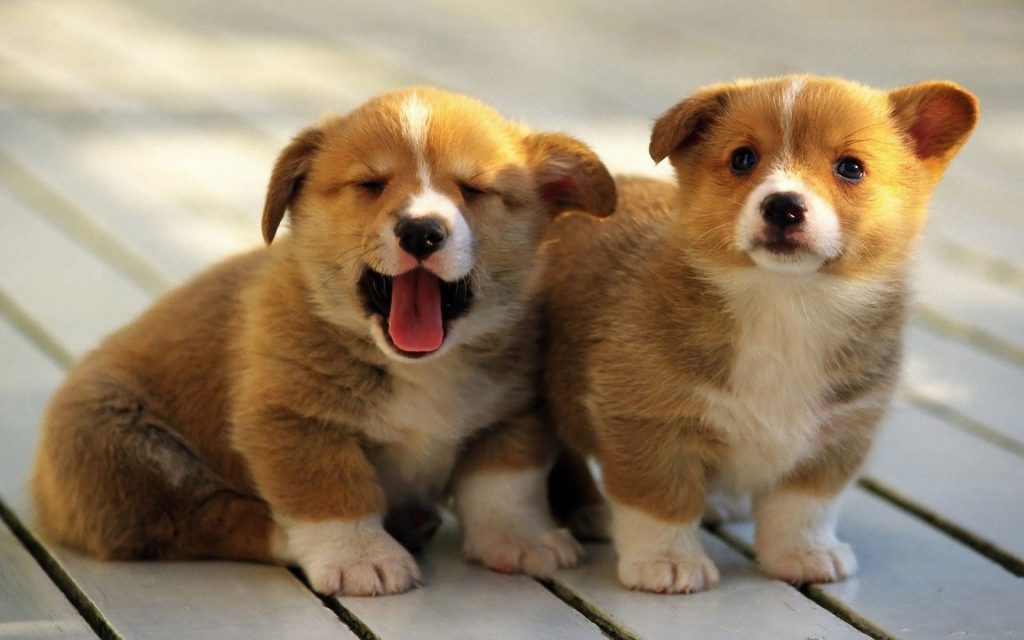 2 cute puppies running on the road